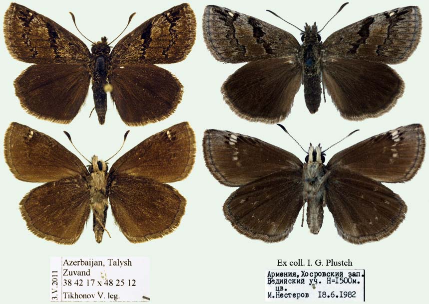 Erynnis marloyi Foto